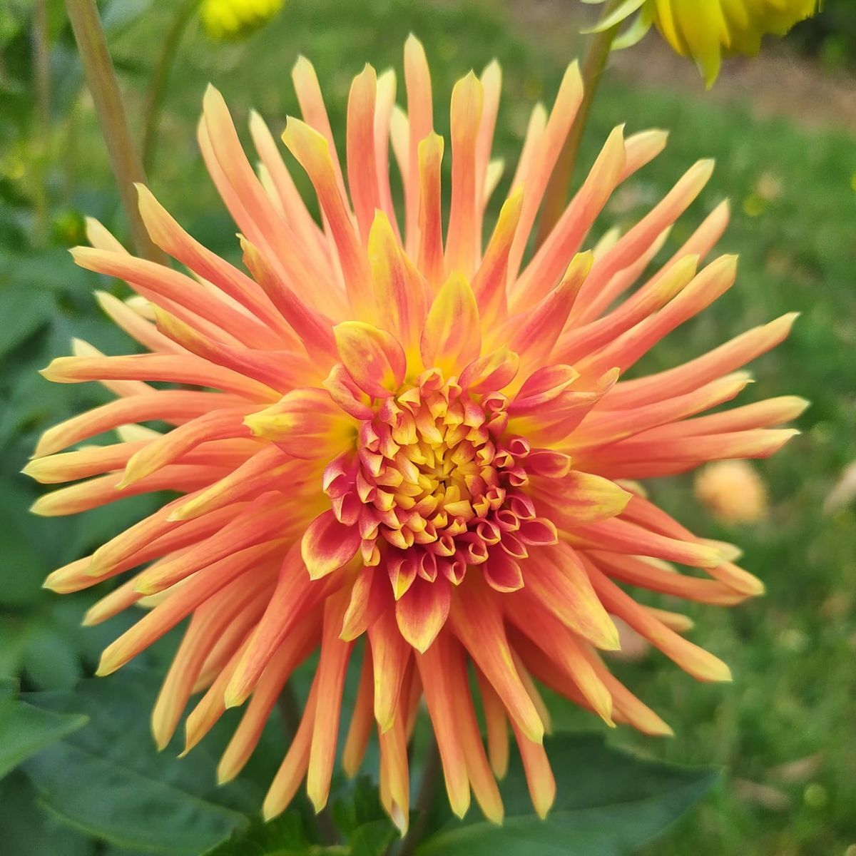 Dahlia- Tuscany (Tuber)